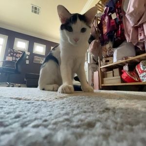 😻Cosmo’s Shipping label listing, items over 5lbs 😻💖🎀